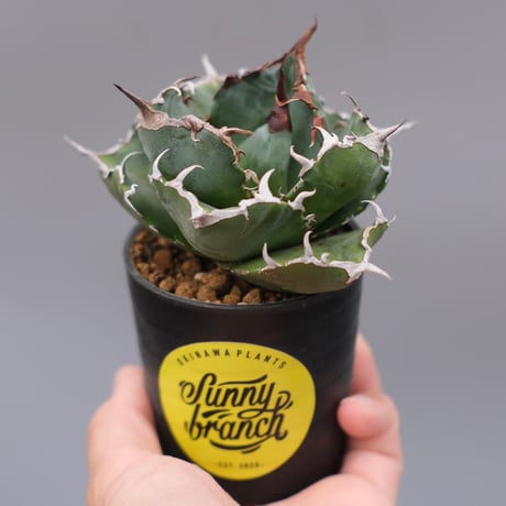 アガベ白鯨 | STORES