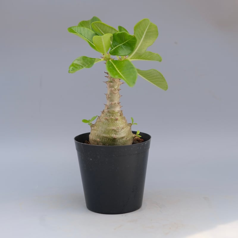 パキポディウム ウィンゾリー 実生株 065 Pachypodium windsorii