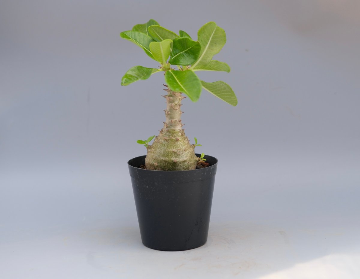 パキポディウム ウィンゾリー pw10 パキポディウム ウィンゾリー 実生株 065 Pachypodium windsorii |