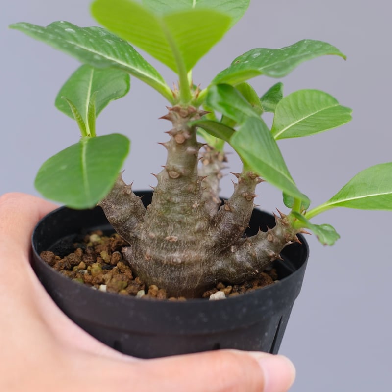 パキポディウム ウィンゾリー 実生株 033 Pachypodium windsorii |