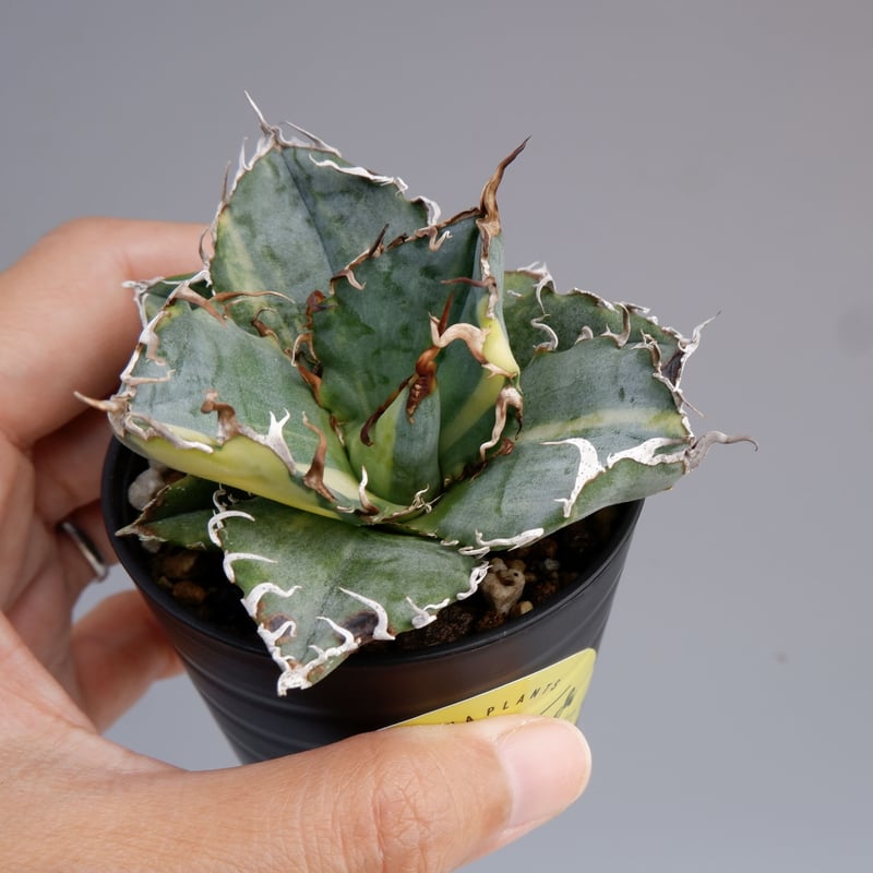 斑入り】アガベ チタノタ 白鯨 Agave titanota white whale 197 斑入り】アガベ チタノタ 白鯨 Agave titanota white whale 197