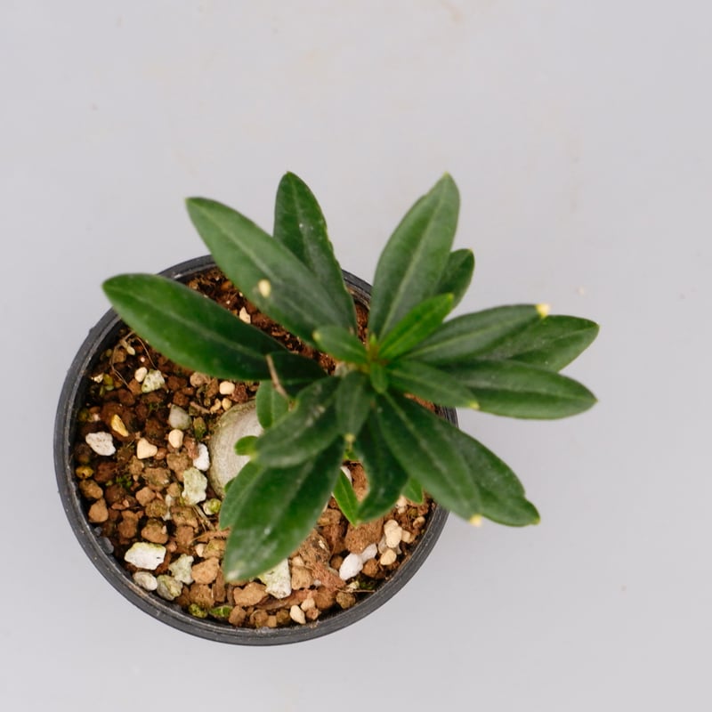 パキポディウム ビスピノーサム Pachypodium bispinosum 007 | Su パキポディウム ビスピノーサム Pachypodium bispinosum 007 | Su