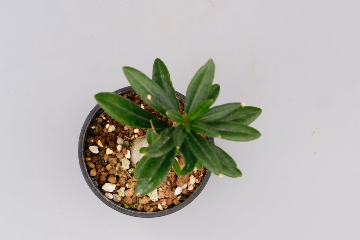 パキポディウム ビスピノーサム Pachypodium bispinosum 007 | Su