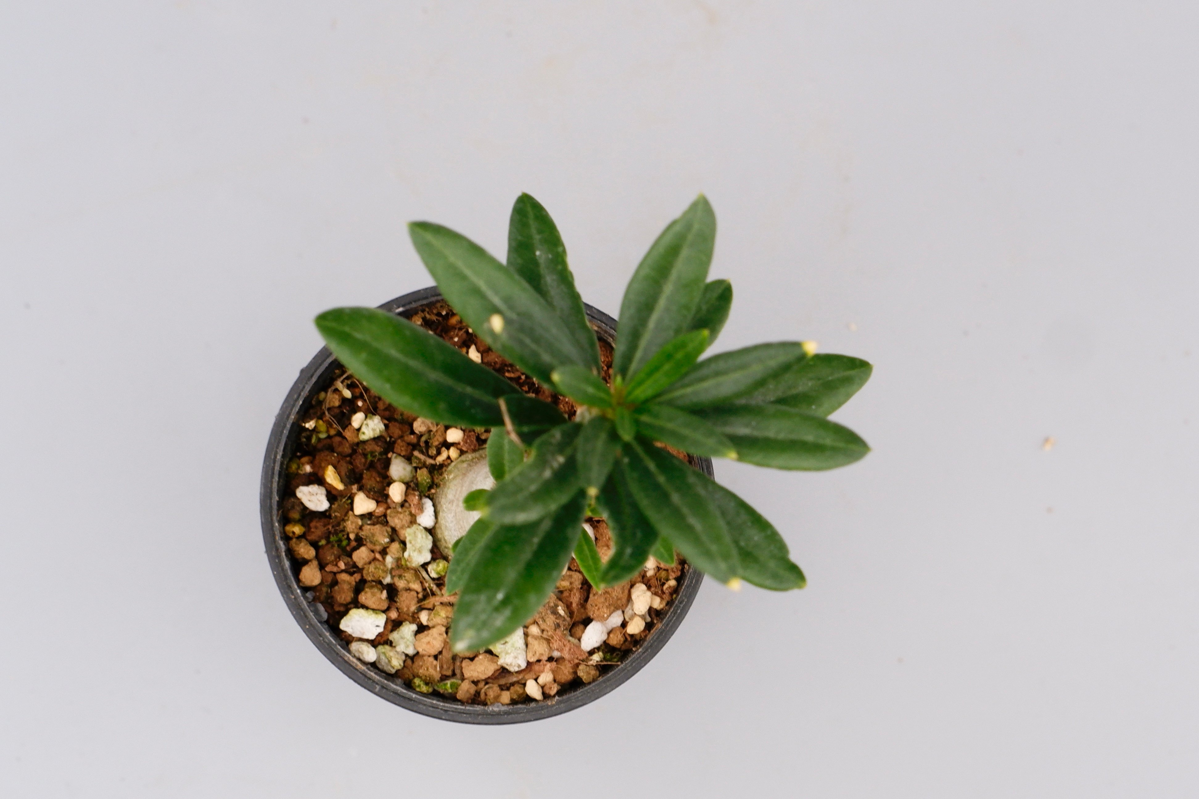 パキポディウム ビスピノーサム Pachypodium bispinosum 007 | Su