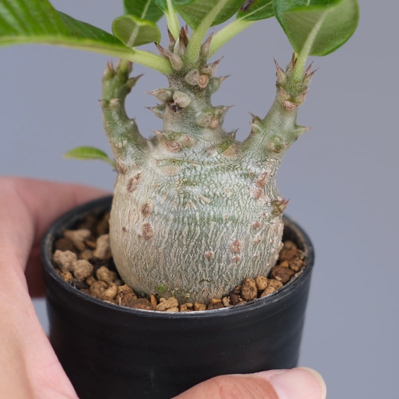 パキポディウム ウィンゾリー 実生株 097 Pachypodium windsorii |