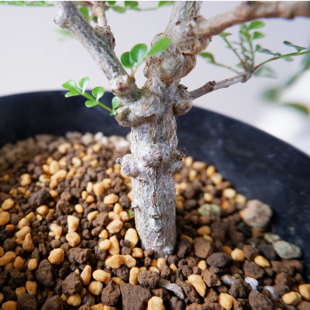 オペルクリカリア デカリー OP-004 | Sunny Branch