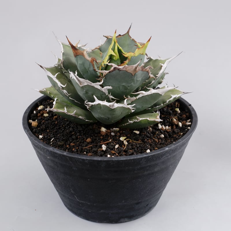アガベ チタノタ 烈焔 001 Agave titanota 烈焔 | Sunny Branch アガベ チタノタ 烈焔 001 Agave titanota 烈焔 | Sunny Branch