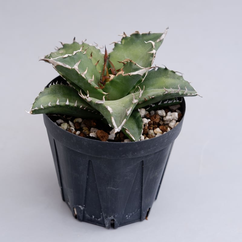 アガベ チタノタ ソーラーエクリプス 夕映 agave titanota Solar ecli