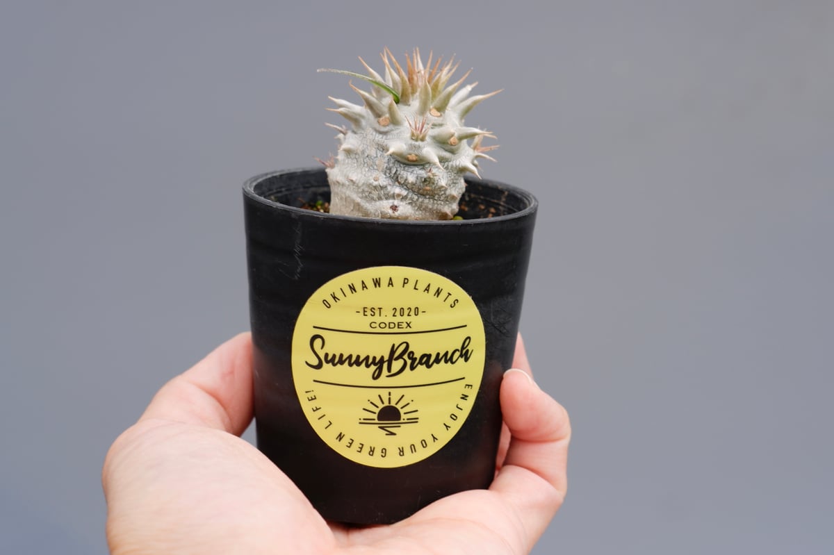 ★*★様 パキポディウム ロスラーツム 実生8年目株 ☆*☆様 パキポディウム ロスラーツム 実生8年目株