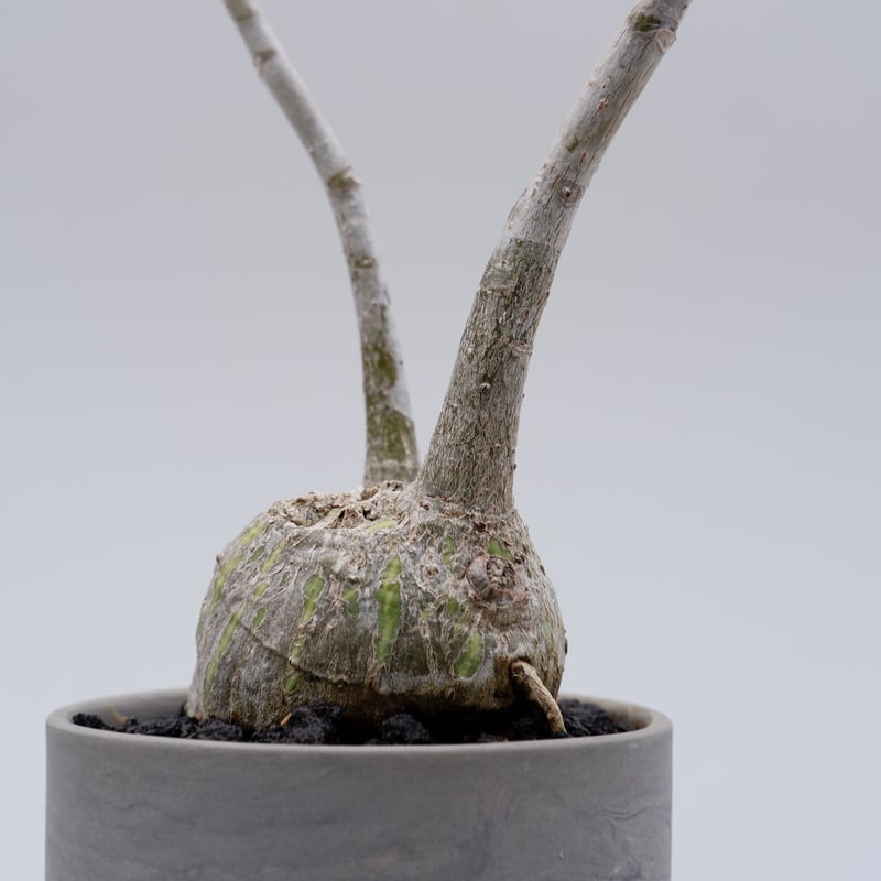 プセウド ボンバックス まん丸仕立て007 Pseudobombax ellipticum |