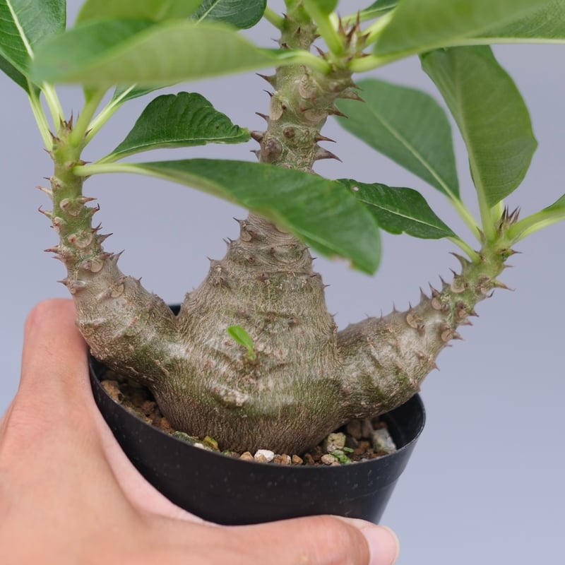 パキポディウム ウィンゾリー 実生株 077 Pachypodium windsorii |