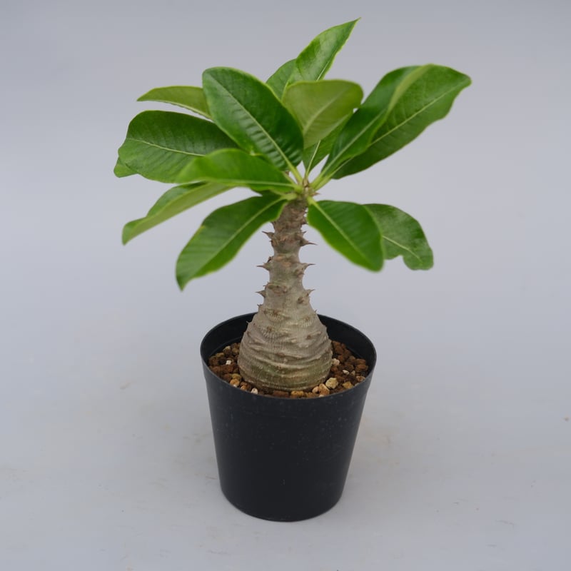 パキポディウム ウィンゾリー 実生株 076 Pachypodium windsorii |