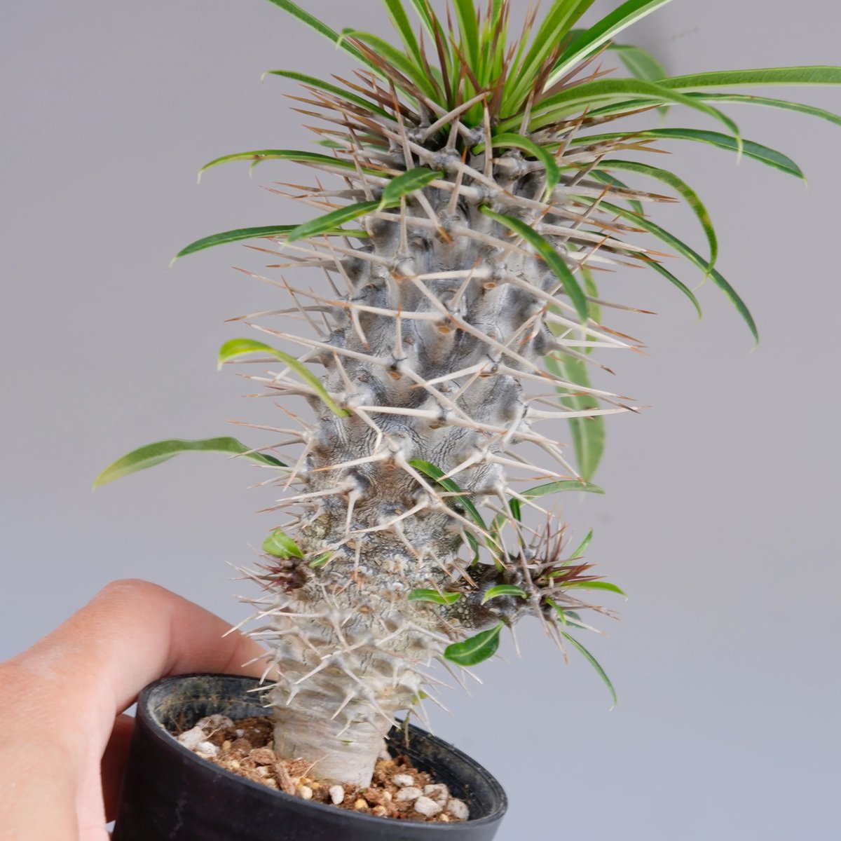 パキポディウム ラメリー実生株 001 Pachypodium lamerei | Sunny パキポディウム ラメリー実生株 001 Pachypodium lamerei | Sunny