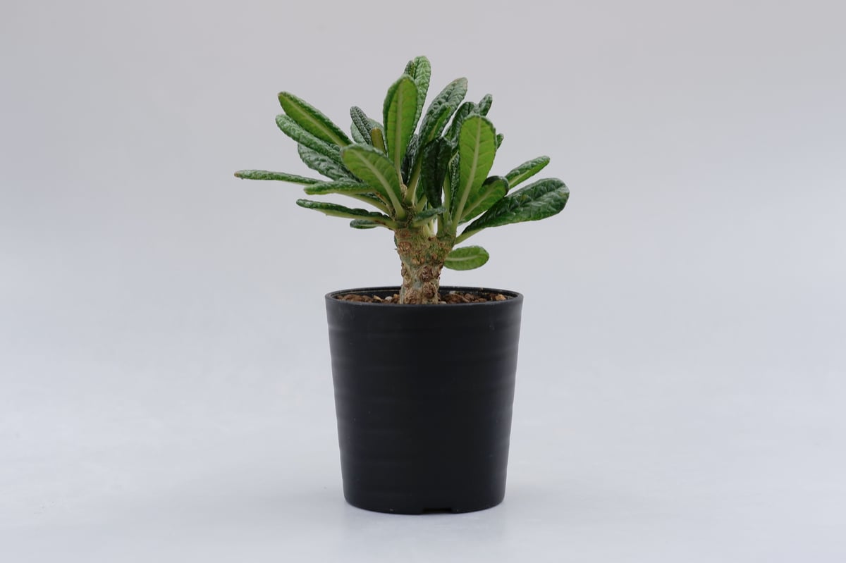 ドルステニア ギガス009 Dorstenia gigas | Sunny Branch