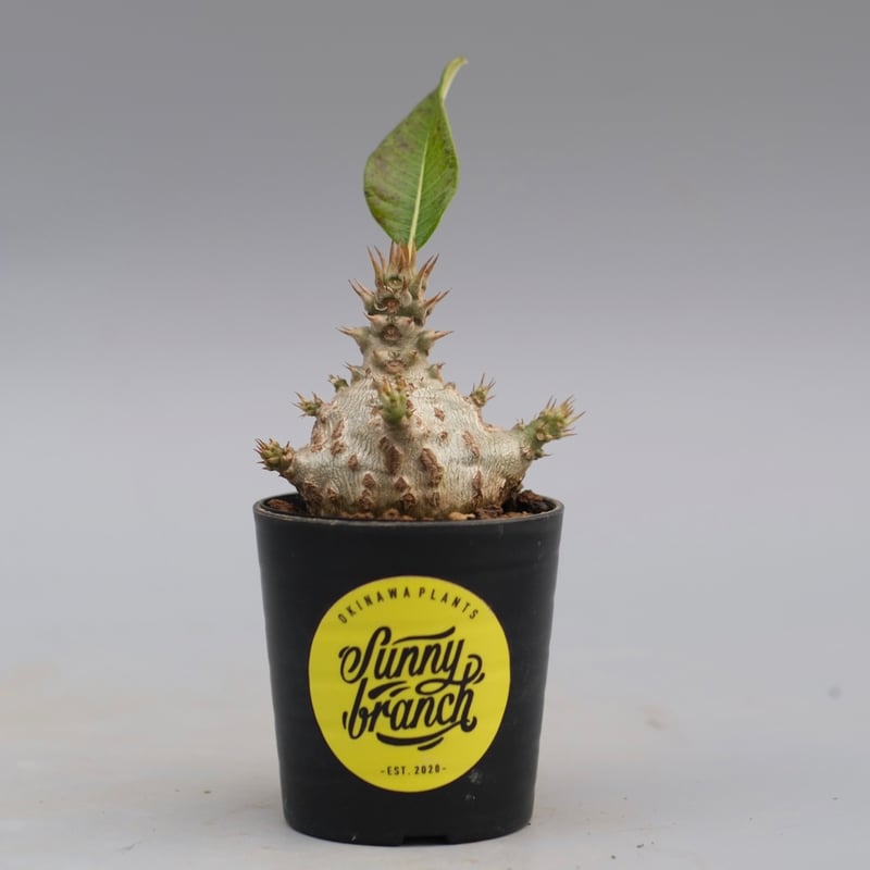 パキポディウム ウィンゾリー 実生株 118 Pachypodium windsorii |