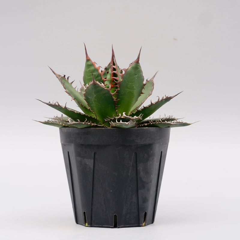 アガベ ホリダ 044 Agave horrida 強棘 | Sunny Branch