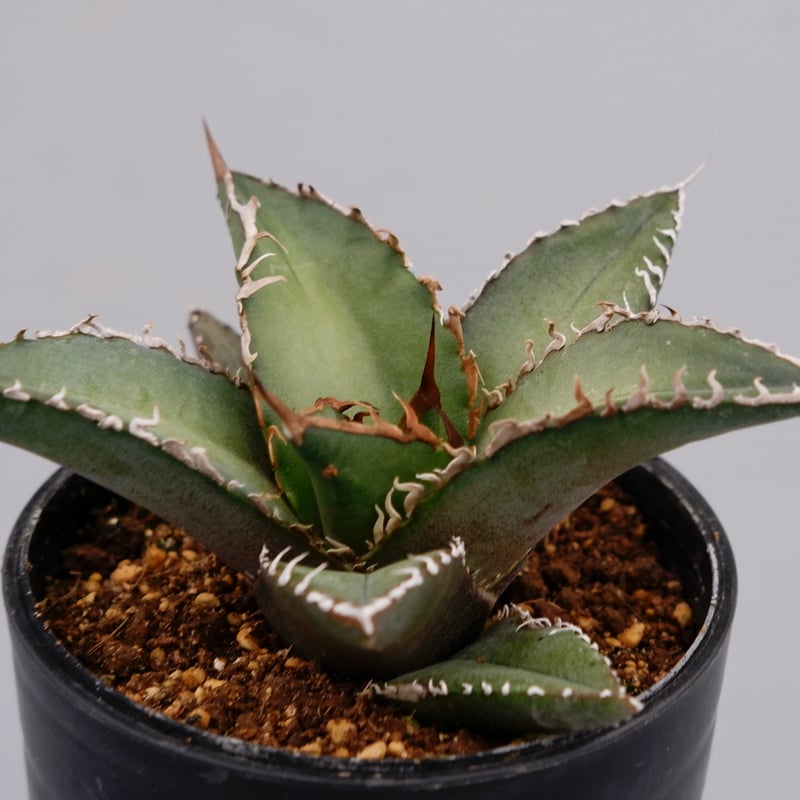 アガベ オテロイ 実生株 Agave oteroi seeding 059 | Sunny