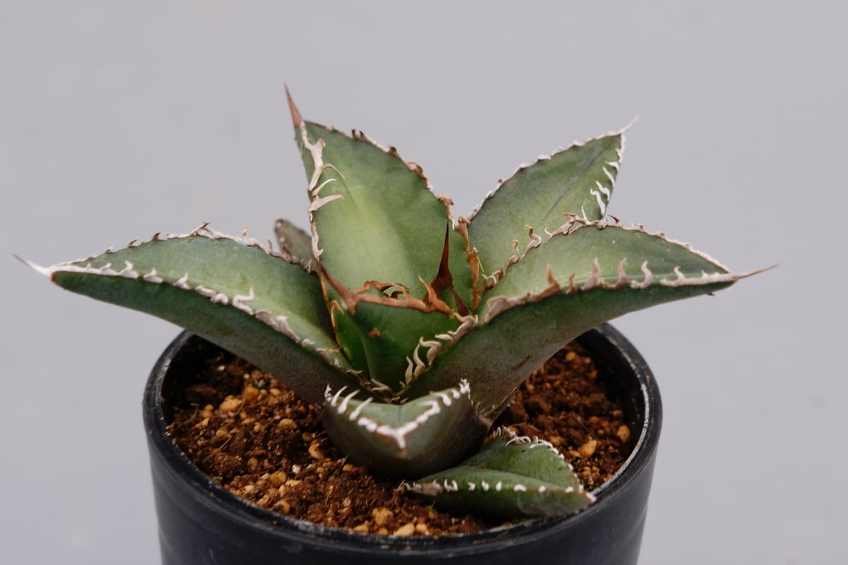 アガベ オテロイ 実生株 Agave oteroi seeding 059 | Sunny