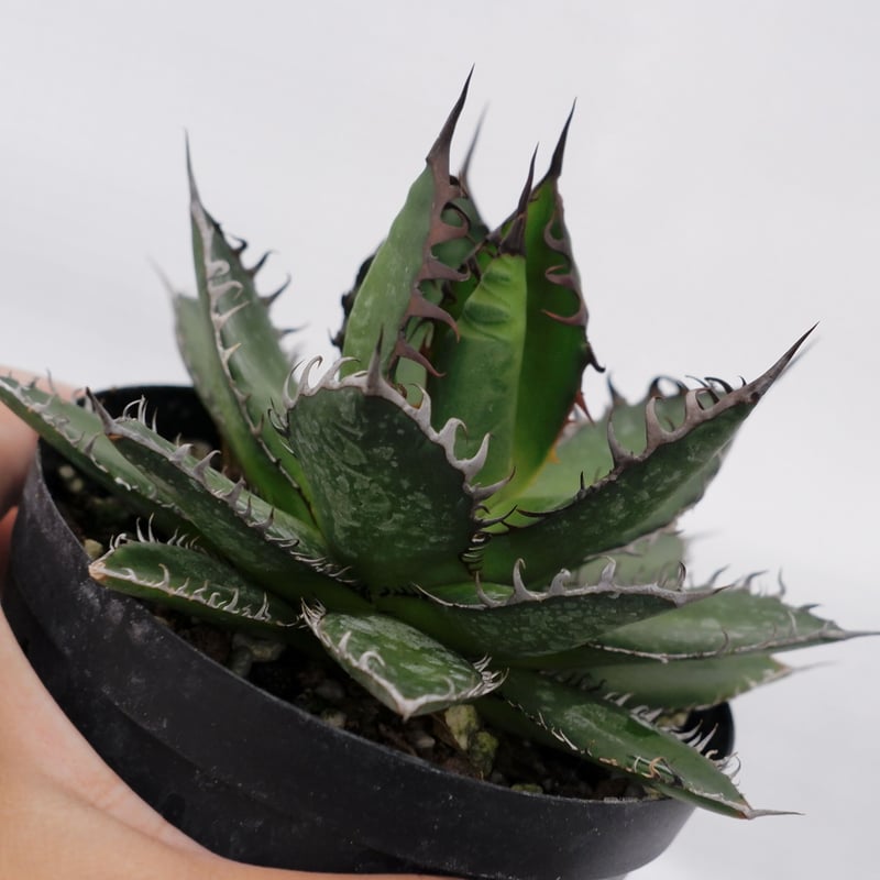 アガベ ホリダ 022 Agave horrida 強棘 | Sunny Branch