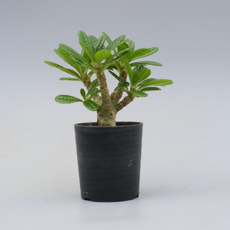 ドルステニア ギガス042 Dorstenia gigas | Sunny Branch