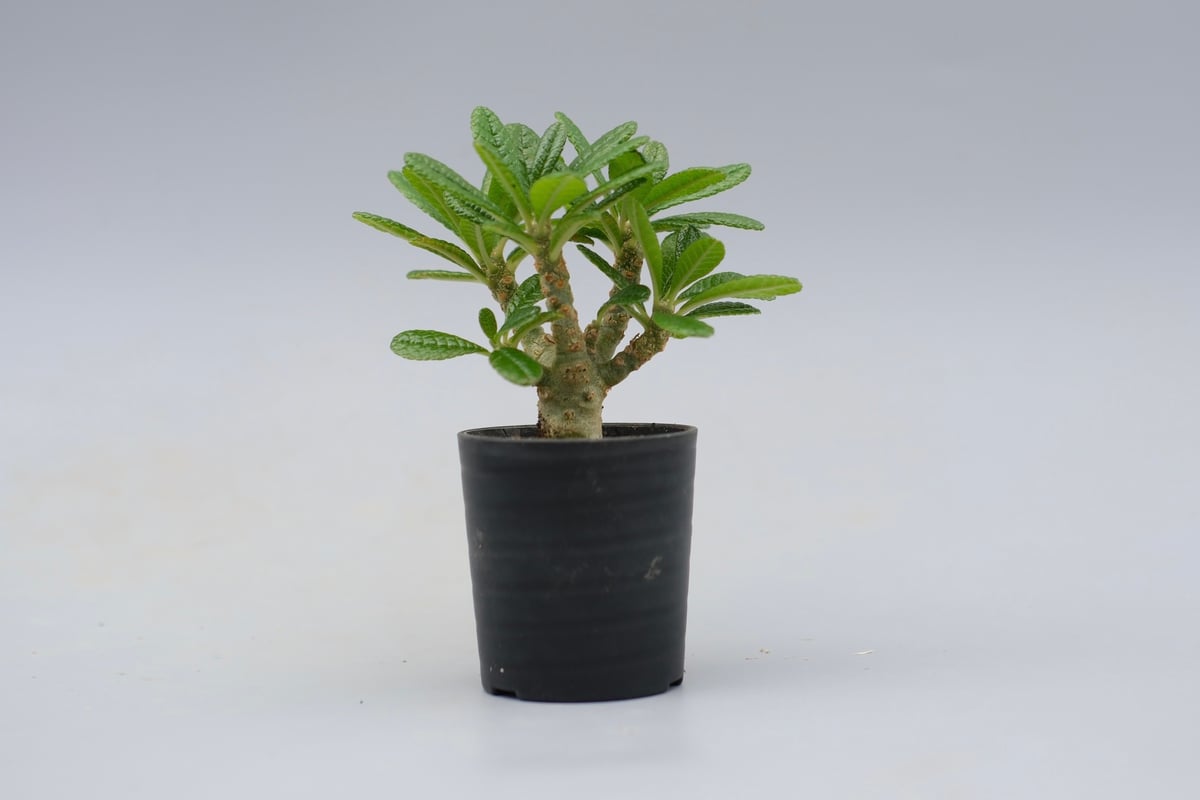 ドルステニア ギガス042 Dorstenia gigas | Sunny Branch