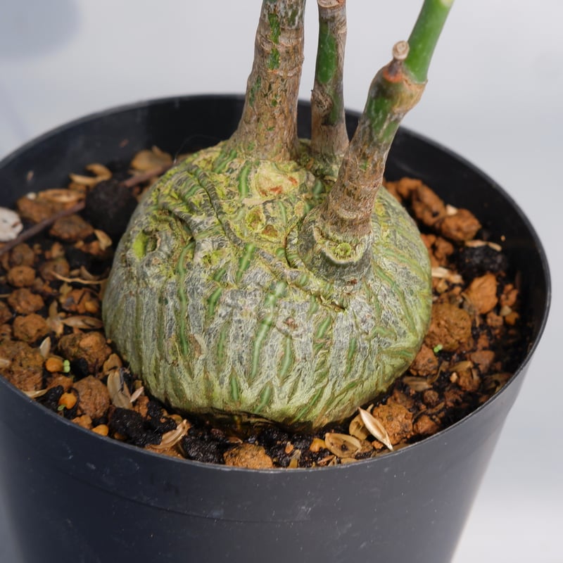 まんまる型 プセウド ボンバックス 024 Pseudobombax ellipticum |