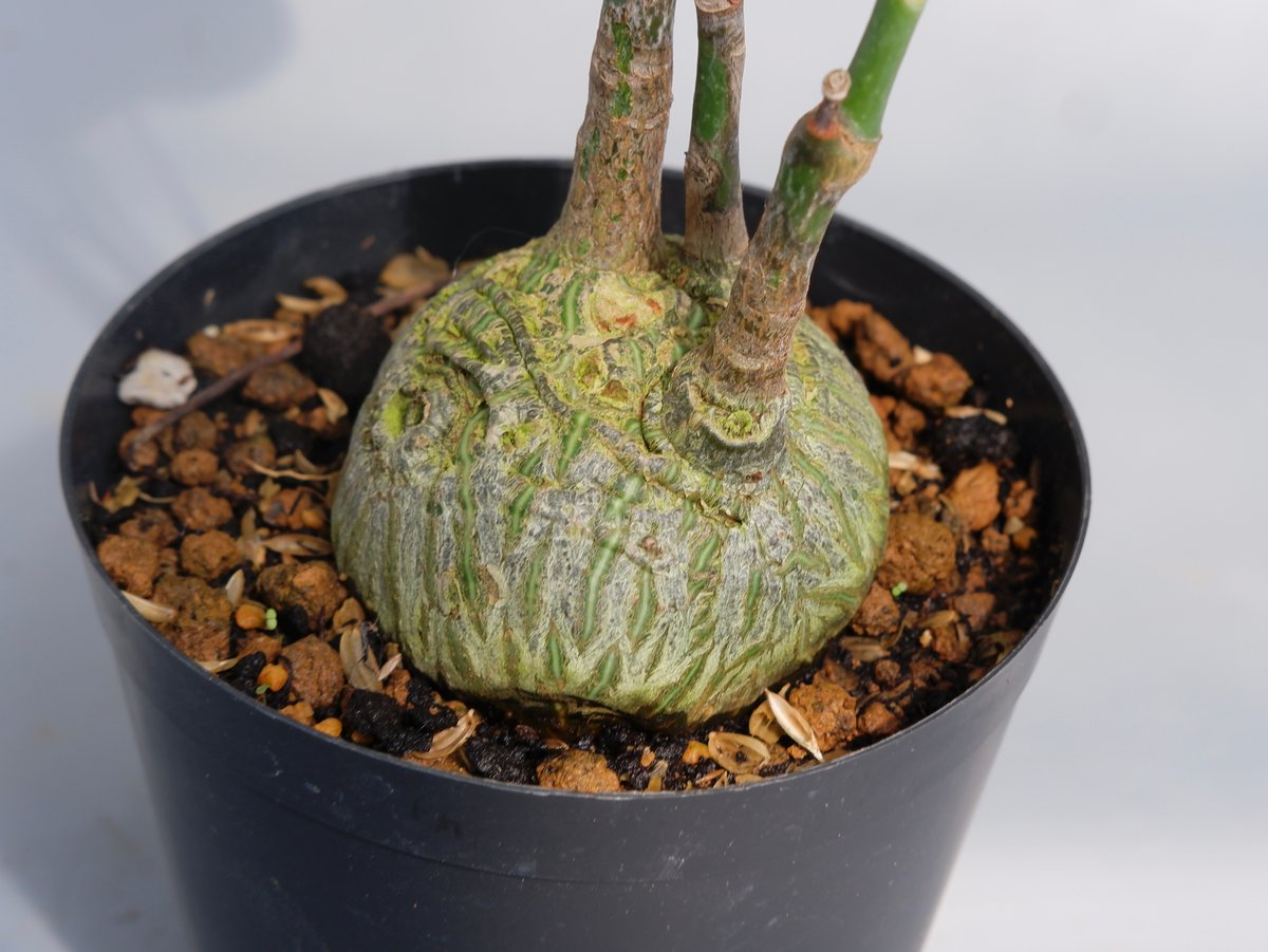 ☆まるぽむ様☆　専用 ZXSM-4ACOU-(1)｜テルワールド（NTT中古ビジネスフォン販売店）