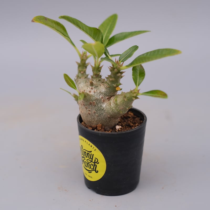 国内実生株　パキポディウム ウィンゾリー　② パキポディウム ウィンゾリー 実生株 パキポディウム ウィンゾリー