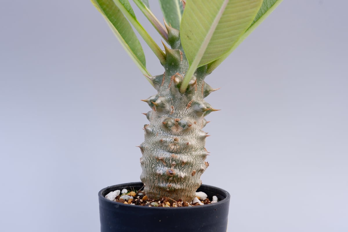 パキポディウム バロニー実生株018 Pachypodium baronii | Sunny