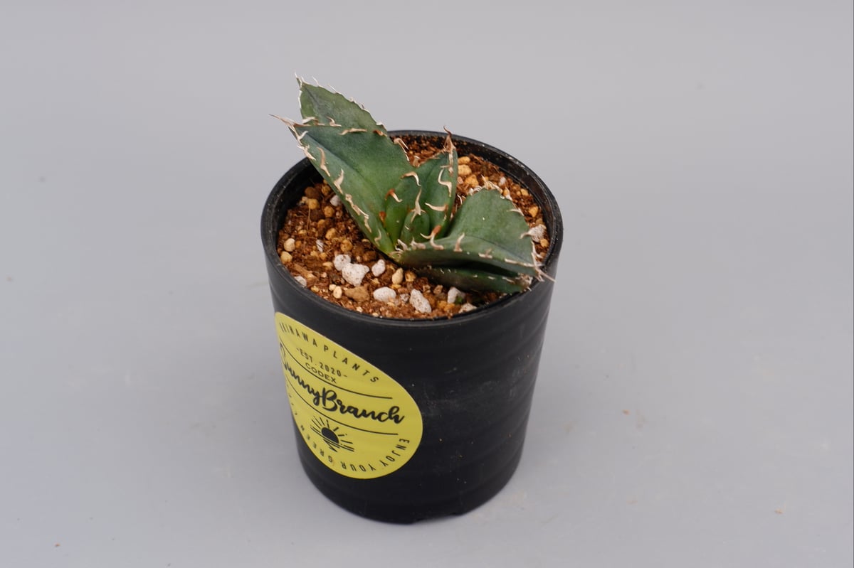 アガベ チタノタ 白鯨 Agave titanota white whale 103 | Su