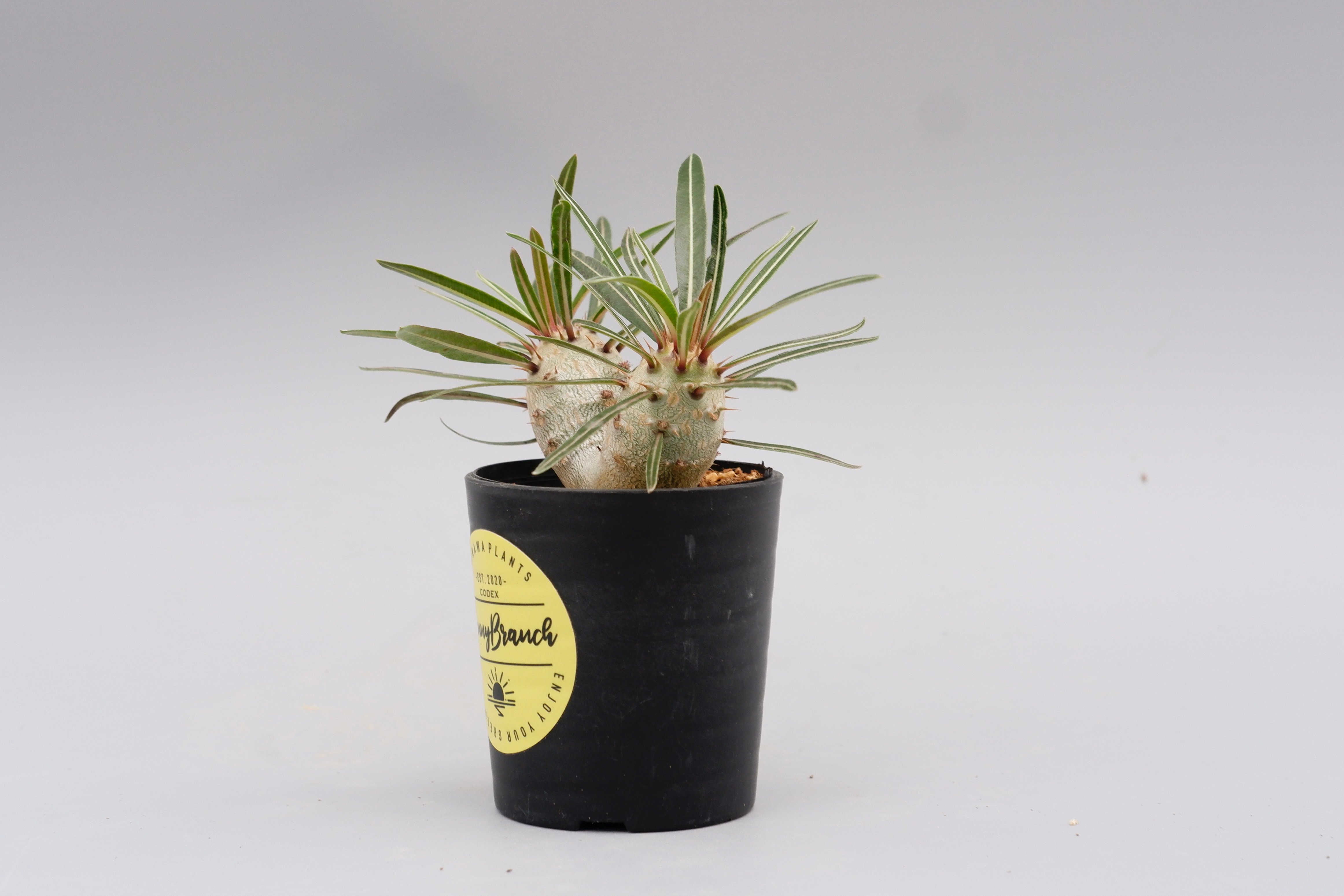 パキポディウム カクチペス 実生 双頭株 007 Pachypodium cactipes |