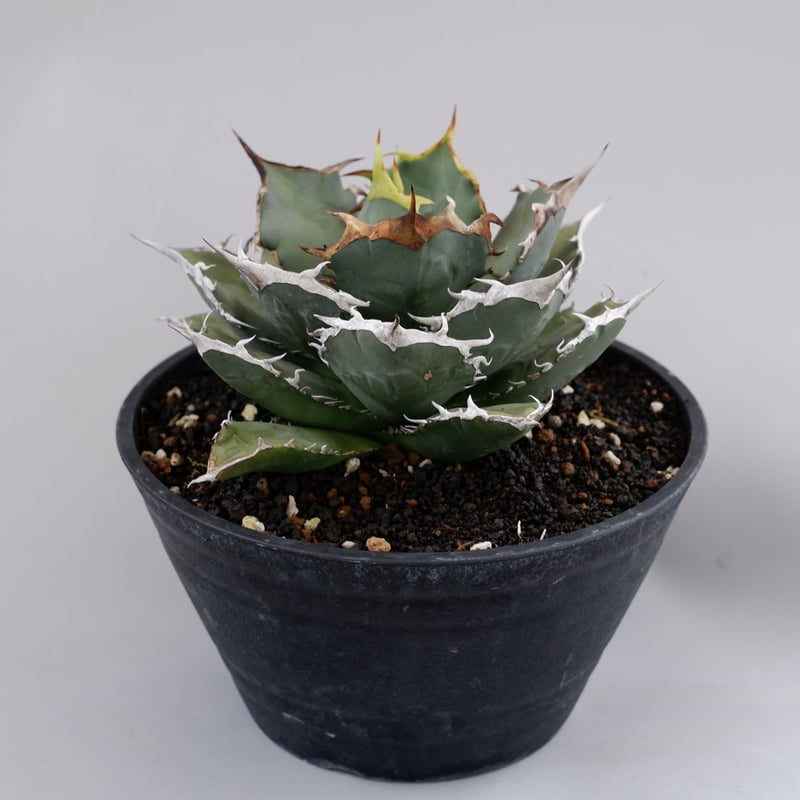アガベ チタノタ 烈焔 001 Agave titanota 烈焔 | Sunny Branch アガベ チタノタ 烈焔 001 Agave titanota 烈焔 | Sunny Branch