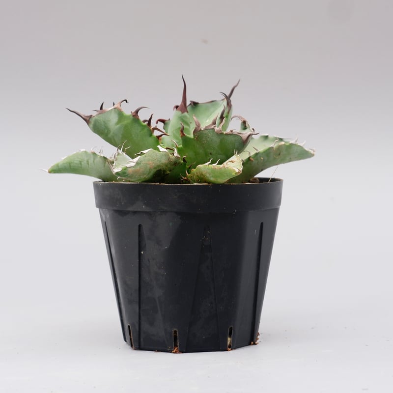 アガベ オテロイ 実生株 Agave oteroi seeding 102 | Sunny