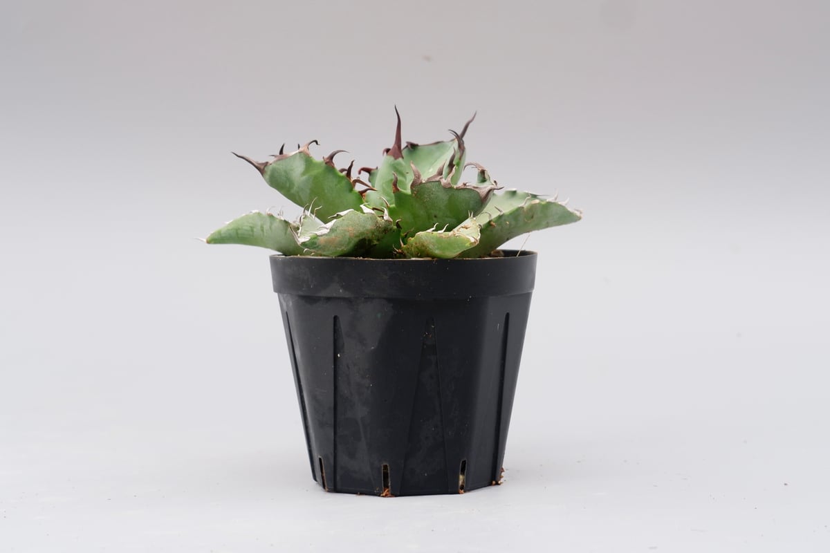 アガベ オテロイ 実生株 Agave oteroi seeding 102 | Sunny