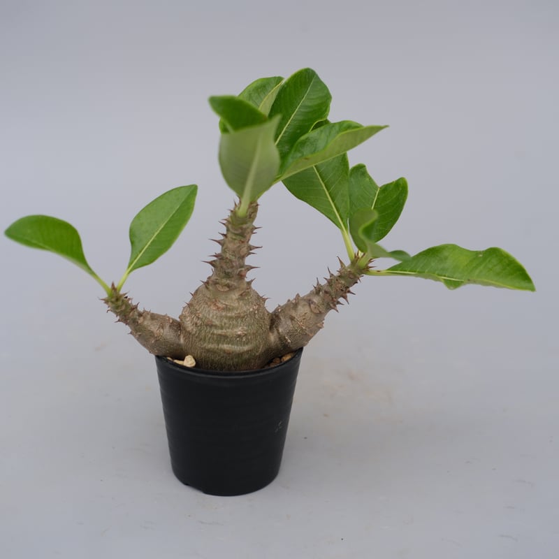 パキポディウム ウィンゾリー 実生株 074 Pachypodium windsorii |
