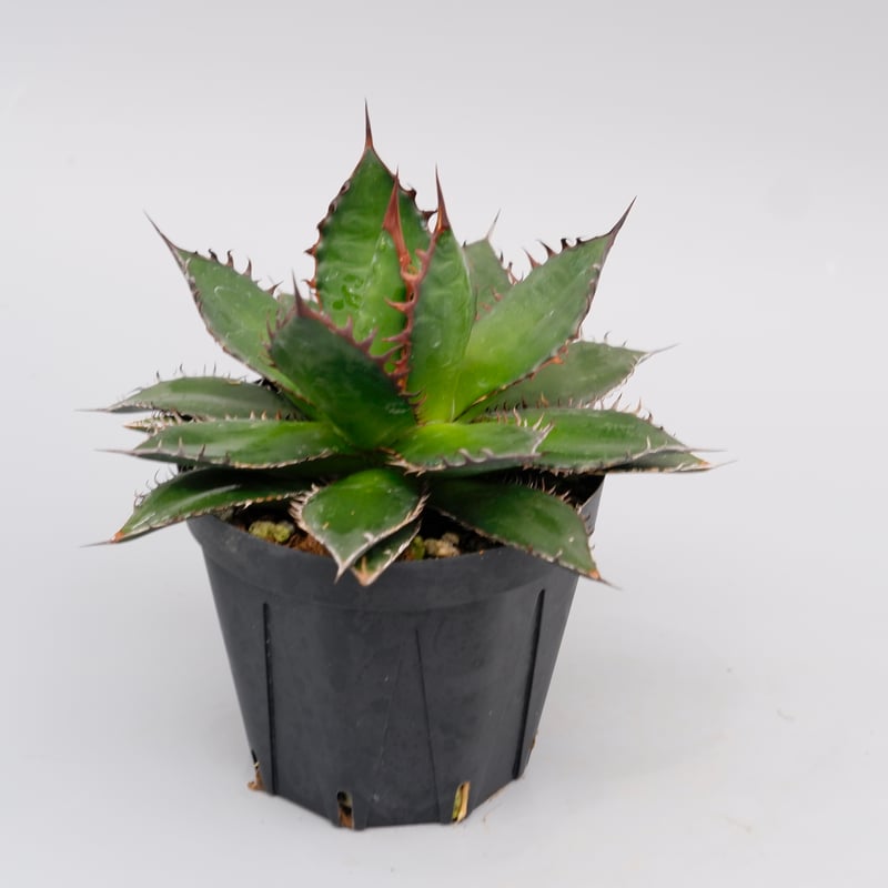 アガベホリダ極上株　Agave horrida No.AHRD011 アガベ ホリダ 041 Agave horrida 強棘 | Sunny Branch