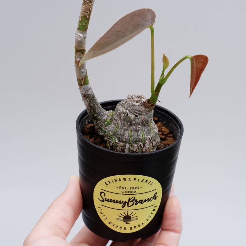プセウド ボンバックス まん丸仕立て010 Pseudobombax ellipticum |
