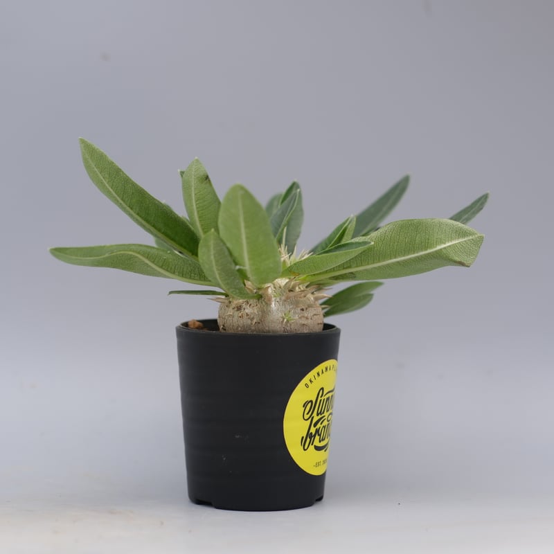 パキポディウム エニグマチカム 実生株 Pachypodium enigmaticum 013