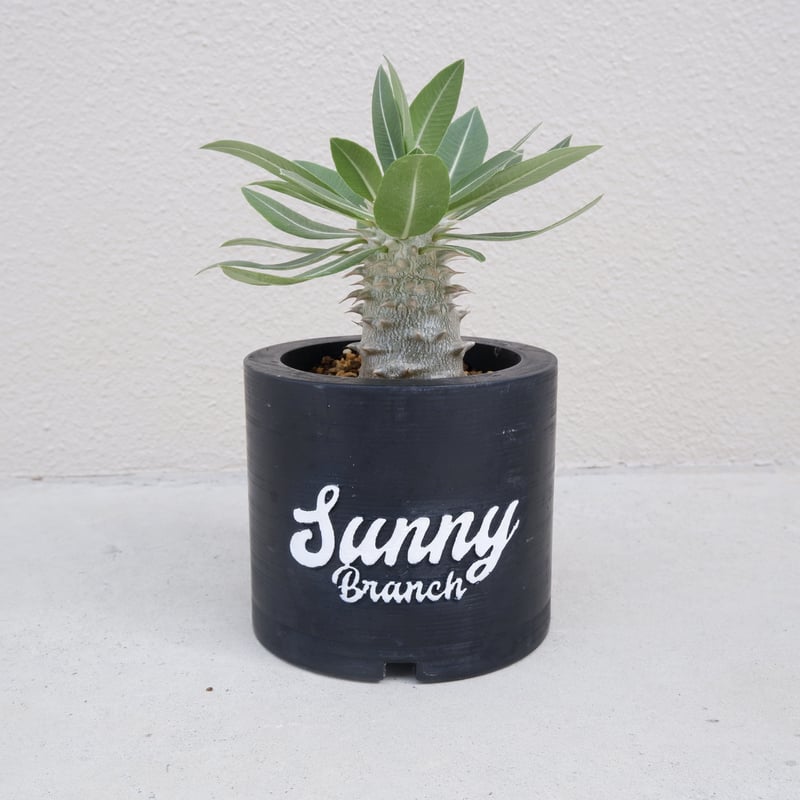 パキポディウム ホロンベンセ 実生 001 | Sunny Branch