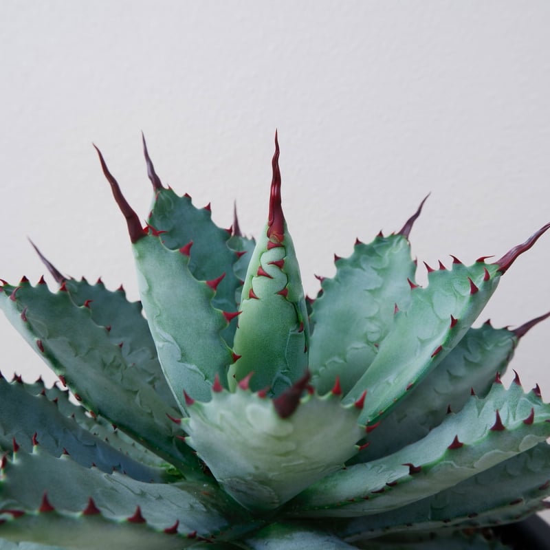 台湾Agave 曲刺八雷(八荒殿×雷神 Agave macroacantha × potato 台湾Agave 曲刺八雷(八荒殿×雷神 Agave macroacantha × potato