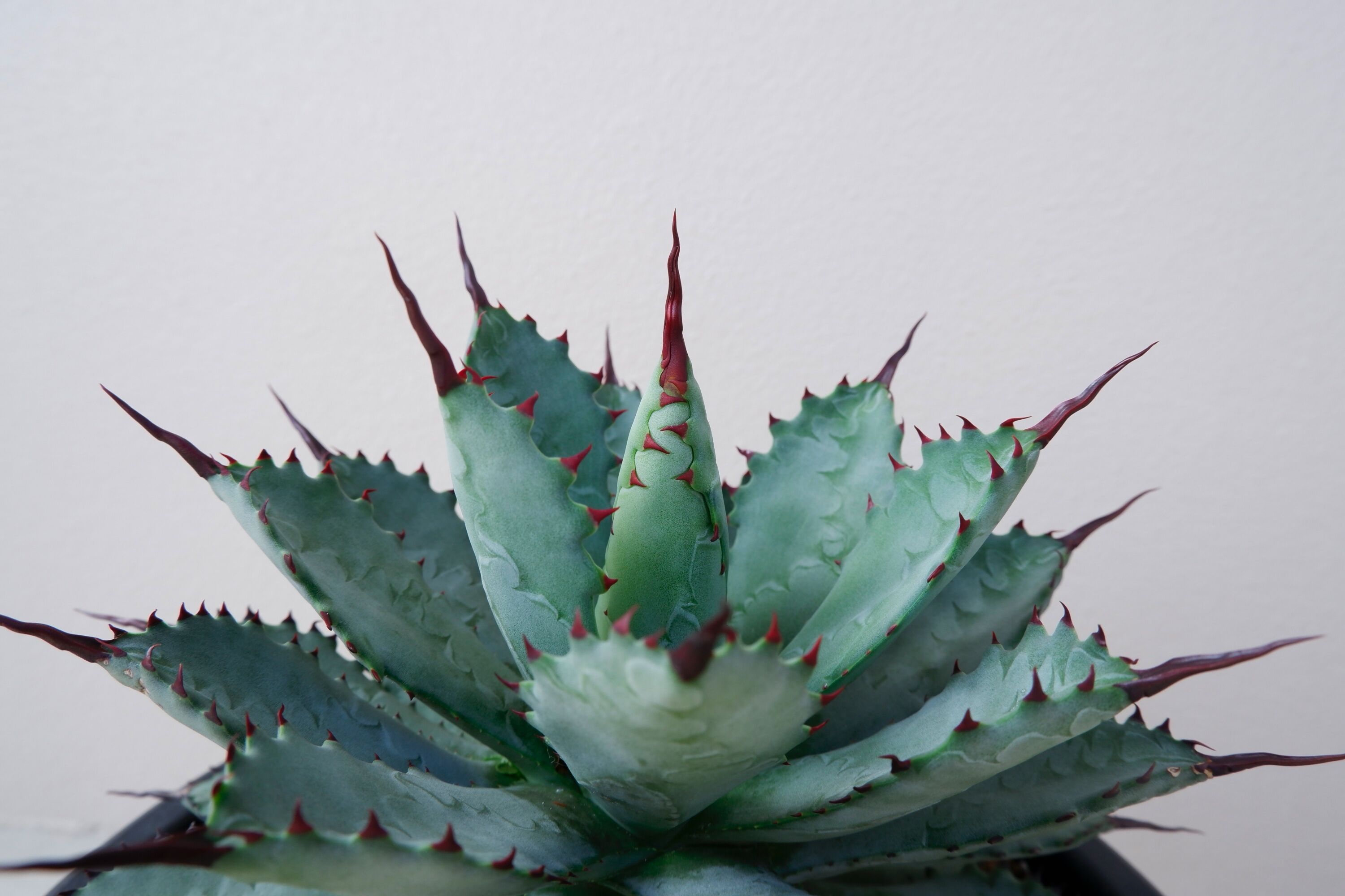 台湾Agave 曲刺八雷（八荒殿×雷神 Agave macroacantha × potato