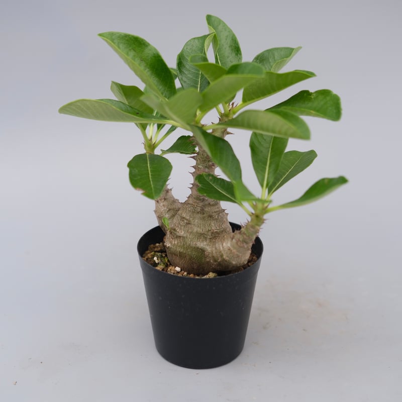 パキポディウム ウィンゾリー 実生株 077 Pachypodium windsorii |