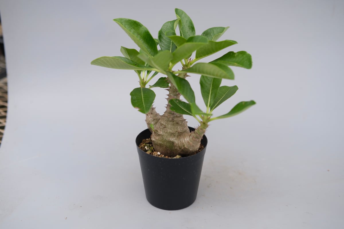 パキポディウム ウィンゾリー 実生株 077 Pachypodium windsorii |