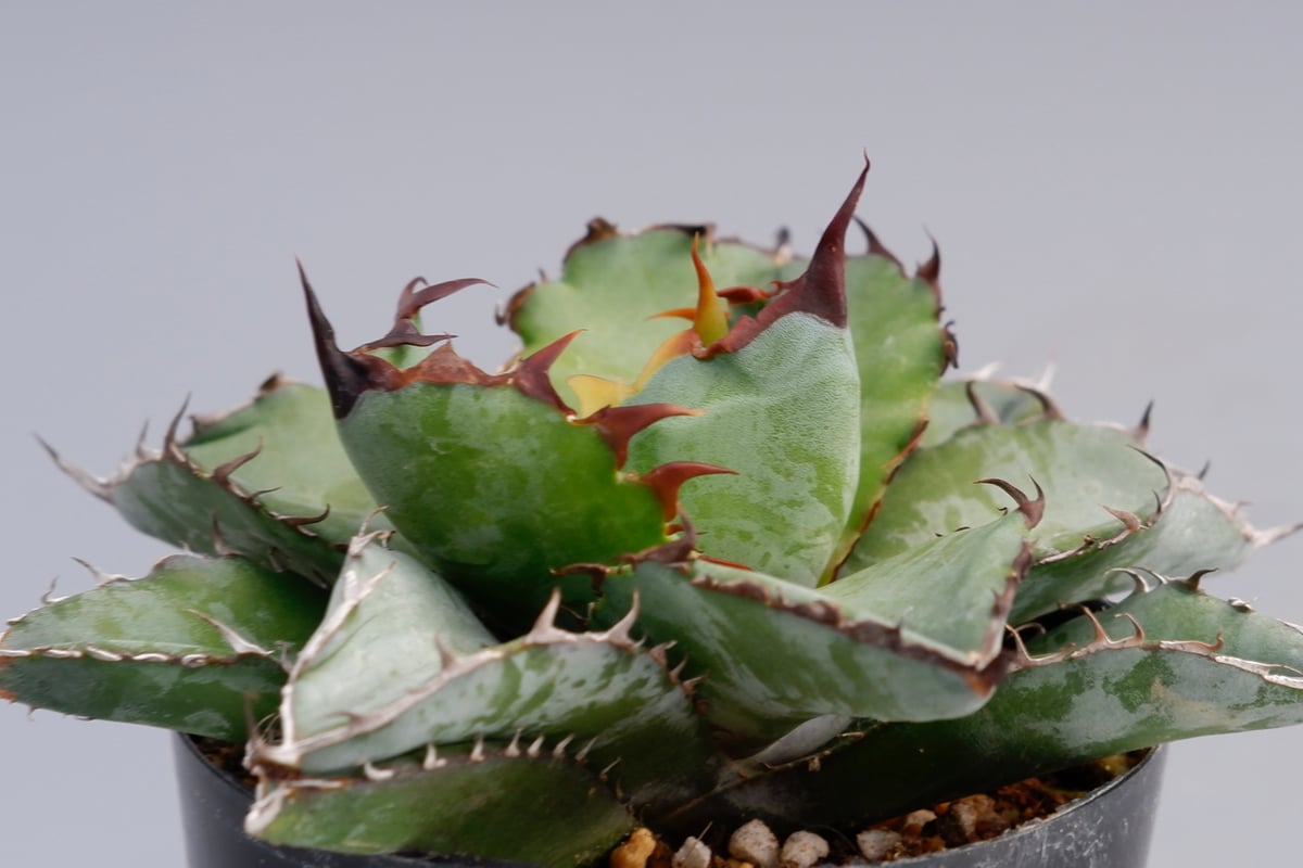アガベ チタノタ ブラックアンドブルー Agave titanota BB 067 | Sun