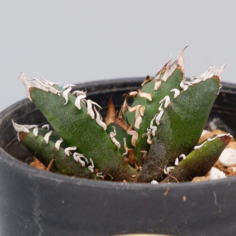 アガベ　オテロイ　実生　虫食いアリ アガベ オテロイ 実生株 Agave oteroi seeding 064 | Sunny