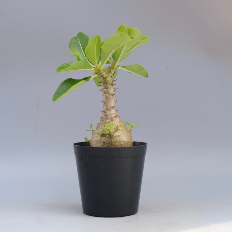 パキポディウム ウィンゾリー 実生株 065 Pachypodium windsorii |