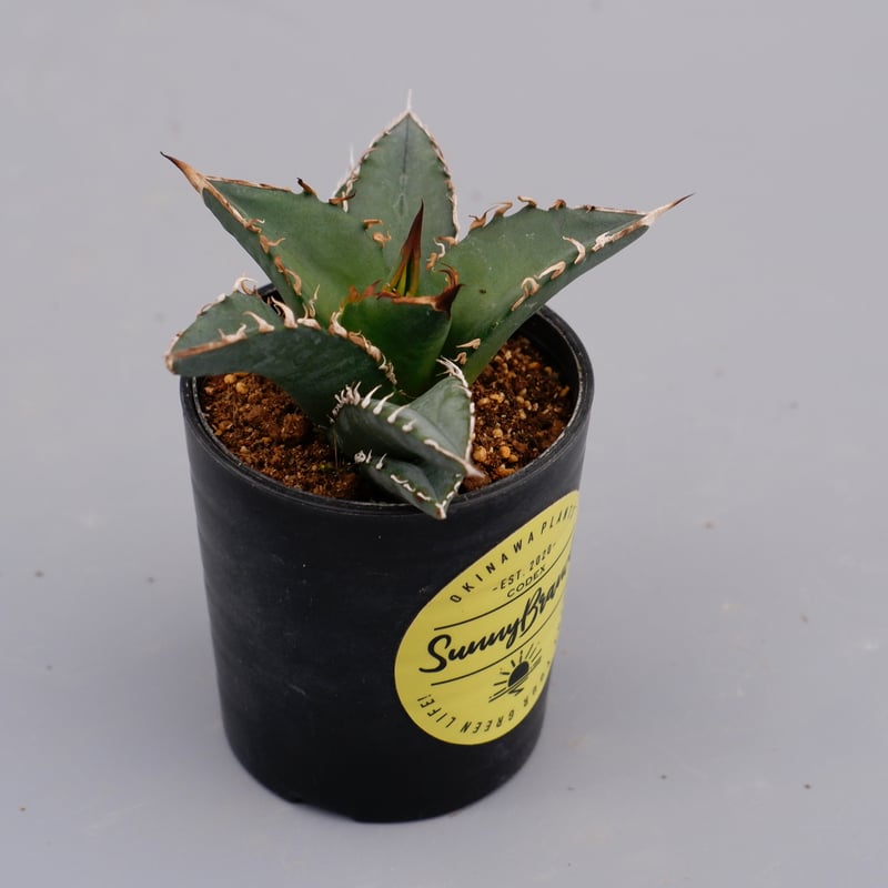 アガベ オテロイ 実生株 Agave oteroi seeding 057 | Sunny