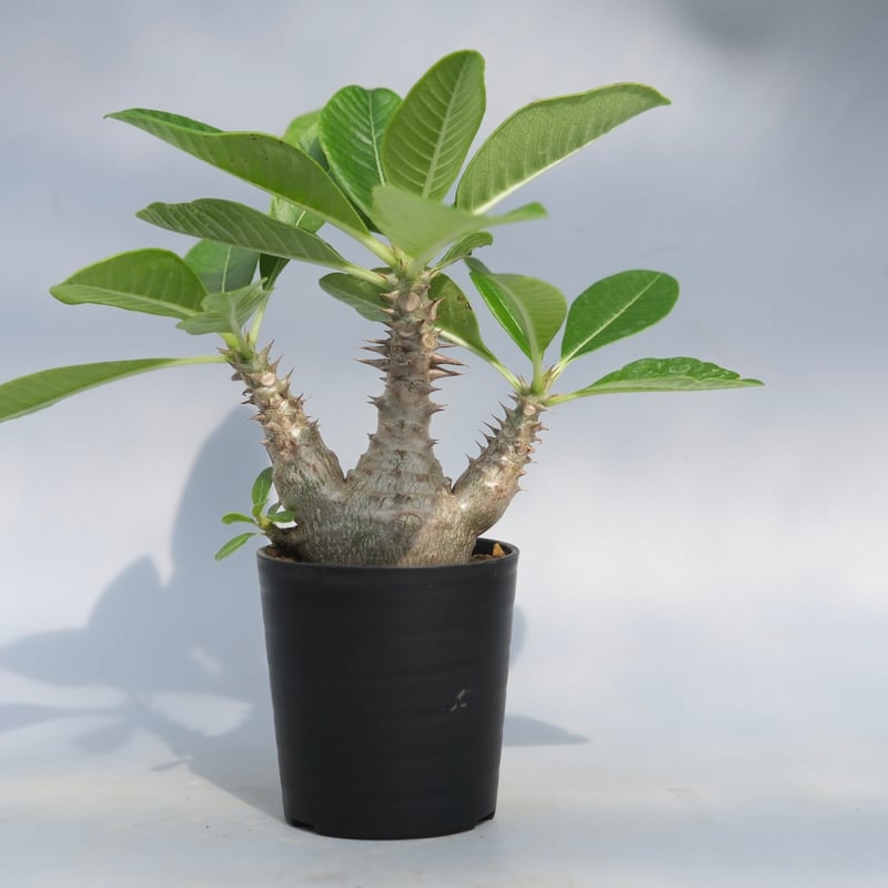 （2株）パキポディウム　ウィンゾリー　国内実生 パキポディウム ウィンゾリー 実生株 076 Pachypodium windsorii |