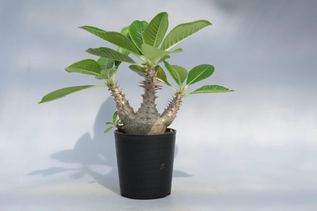 パキボディウムウィンゾリー(実生) じぇむさんウィンゾリー パキポディウム ウィンゾリー 実生株