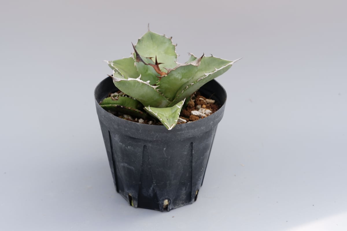 アガベ オテロイ 実生株 Agave oteroi seeding 042 | Sunny アガベ オテロイ 実生株 Agave oteroi seeding 042 | Sunny